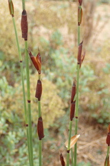 Elegia tectorum