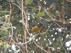 Anisognathus lacrymosus