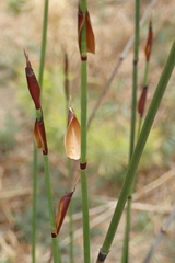 Elegia tectorum