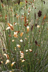 Elegia tectorum