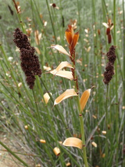 Elegia tectorum