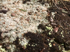 Trapeliopsis granulosa