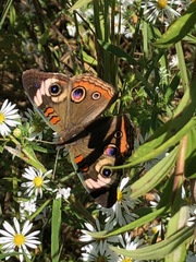 Junonia coenia