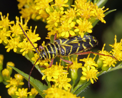 Megacyllene robiniae