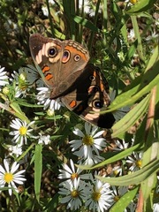 Junonia coenia