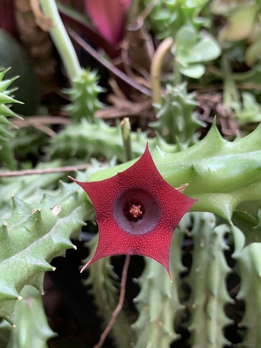 Huernia macrocarpa