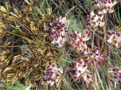 Annesorhiza macrocarpa