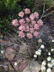 Annesorhiza macrocarpa