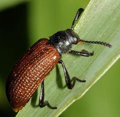 Xanthothopeia