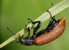 Xanthothopeia