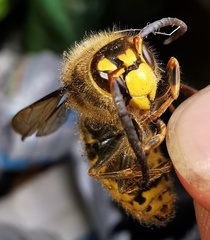 Dolichovespula media