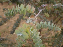 Eucalyptus kruseana