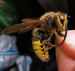 Dolichovespula media