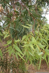 Eucalyptus salubris