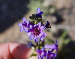 Penstemon heterodoxus heterodoxus