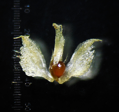 Eriocaulon stellulatum