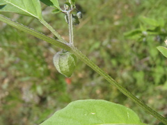 Physalis solanacea