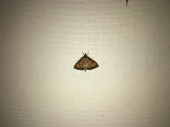 Ecpyrrhorrhoe rubiginalis