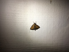 Ecpyrrhorrhoe rubiginalis