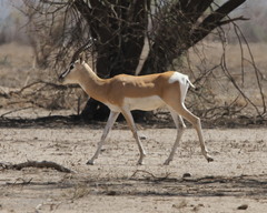 Nanger soemmerringii