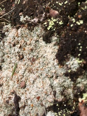 Trapeliopsis granulosa