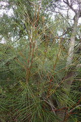 Grevillea johnsonii