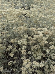 Helichrysum crispum