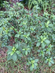Rhododendron obtusum