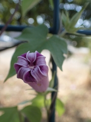 Ipomoea indica
