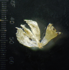 Eriocaulon stellulatum