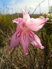 Gladiolus ornatus