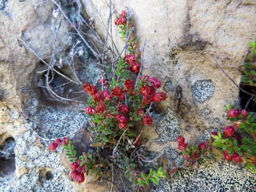 Erica oreophila