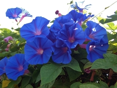 Ipomoea indica