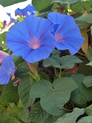 Ipomoea indica