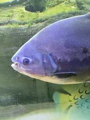 Piaractus brachypomus