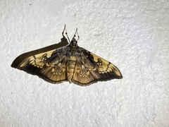 Pantographa acoetesalis