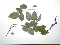 Pleurolobus gangeticus