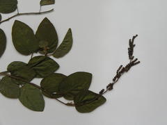 Pleurolobus gangeticus