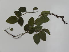 Pleurolobus gangeticus