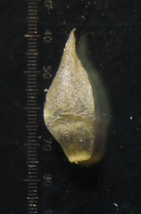 Eriocaulon stellulatum