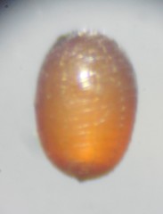 Eriocaulon stellulatum