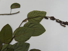 Pleurolobus gangeticus