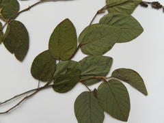Pleurolobus gangeticus