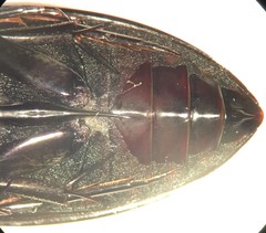 Hydrophilus ensifer