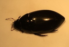 Hydrophilus ensifer