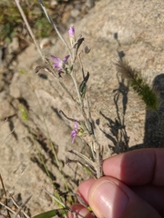 Xeranthemum cylindraceum