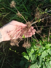Heracleum sosnowskyi