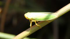 Draeculacephala angulifera