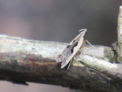 Dichomeris setosella