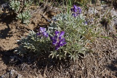 Lupinus breweri bryoides